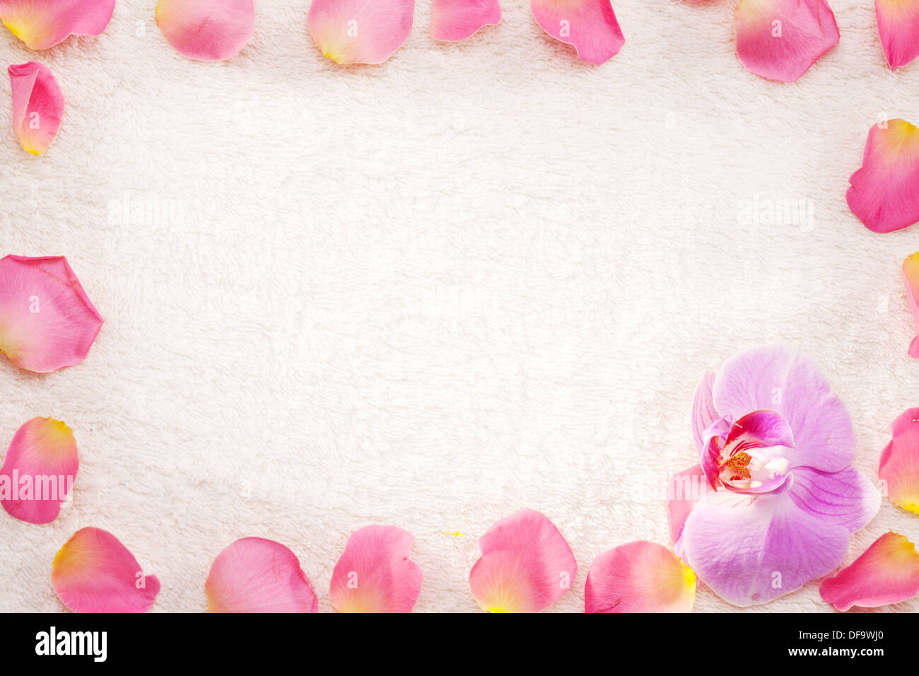Rosenblüten als Rahmen auf ein weißes Handtuch angeordnet. Stockfoto