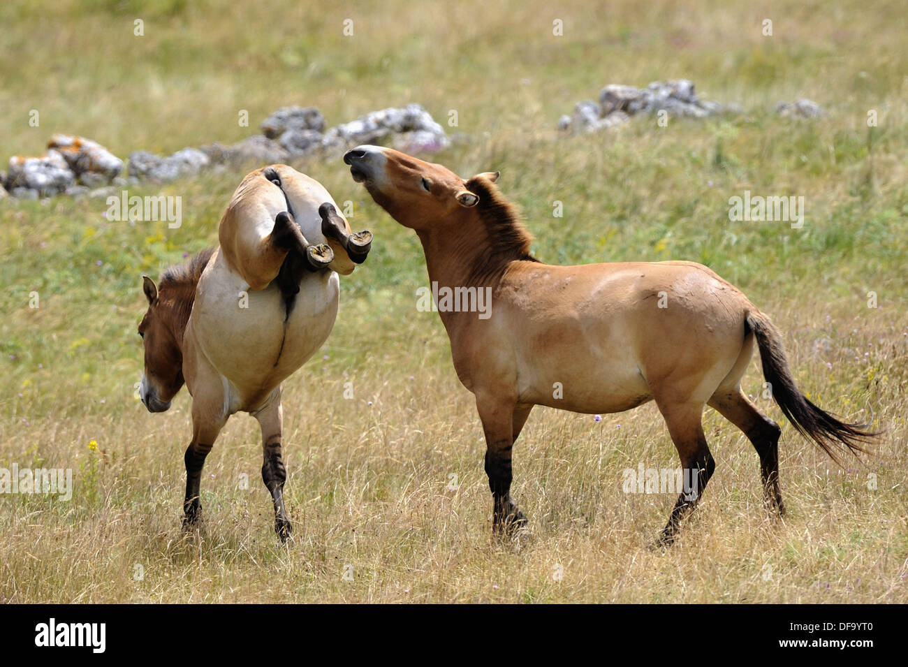 equus-ferus-przewalskii-fotos-und-bildmaterial-in-hoher-aufl-sung-alamy