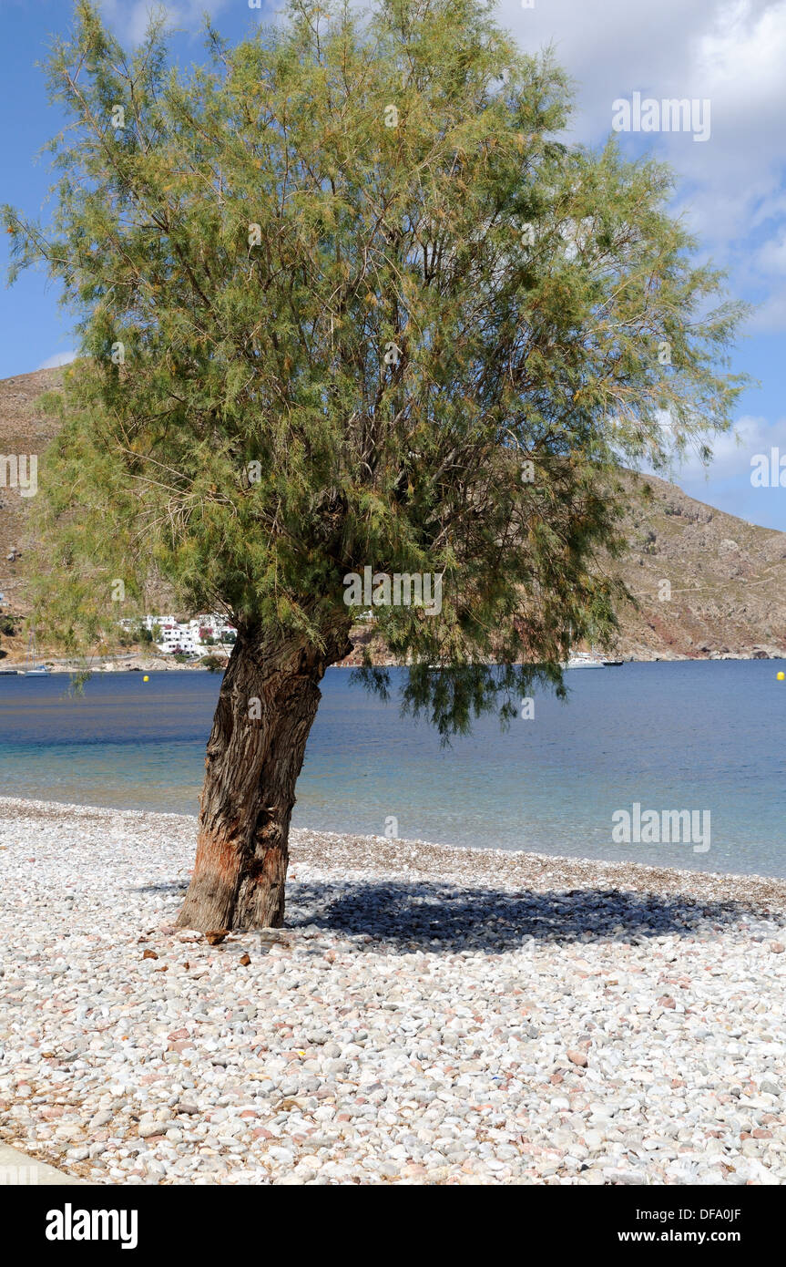 Tamarisk Baum auf Livadia Kiesstrand Tilos der Dodekanes-Griechenland Stockfoto