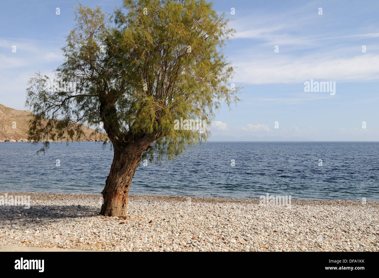 Tamarisk Baum auf Livadia Kiesstrand Tilos der Dodekanes-Griechenland Stockfoto