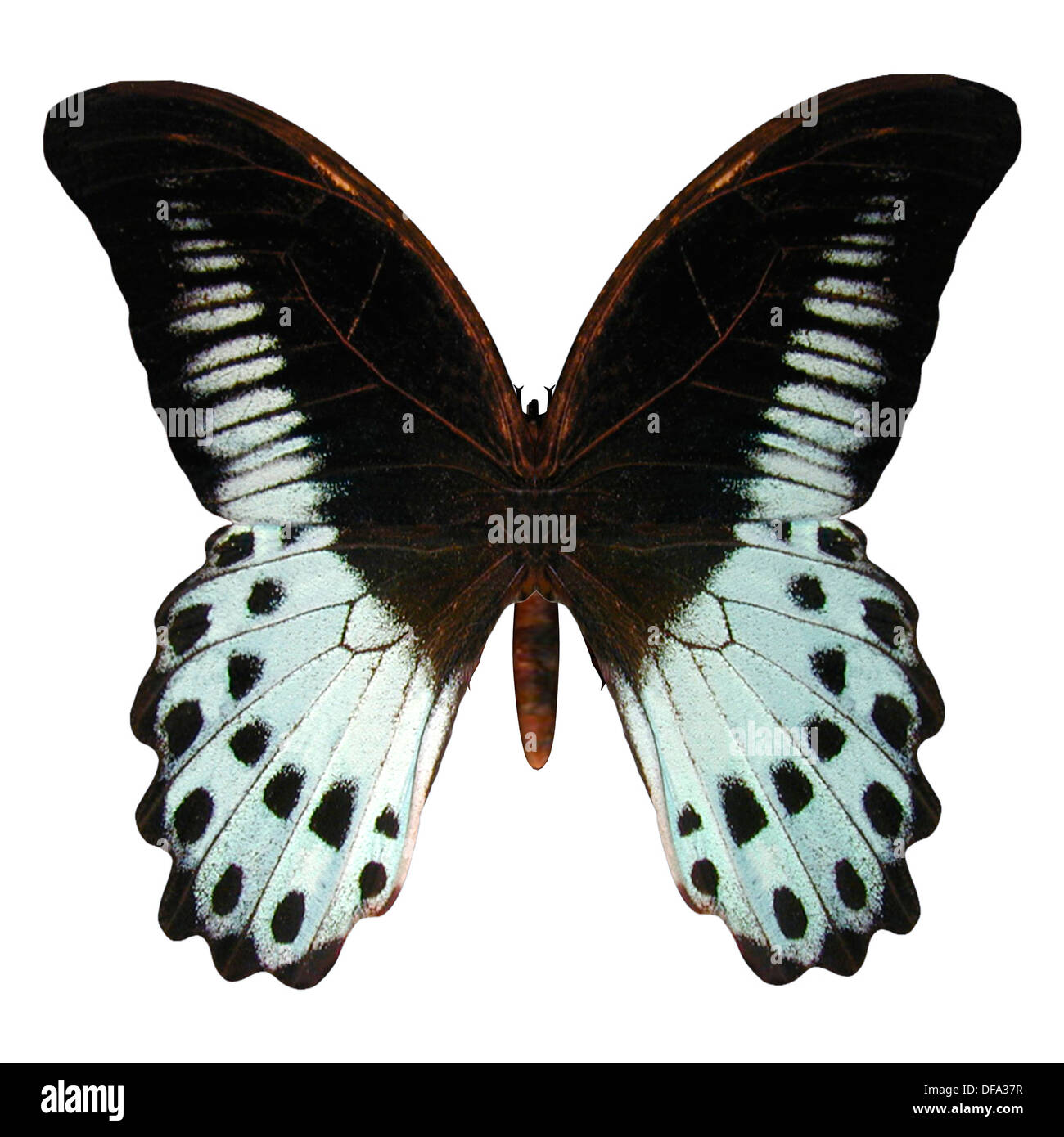 Digitale 3D Rendern von Marmor Schwalbenschwanz Schmetterling isoliert auf weißem Hintergrund Stockfoto
