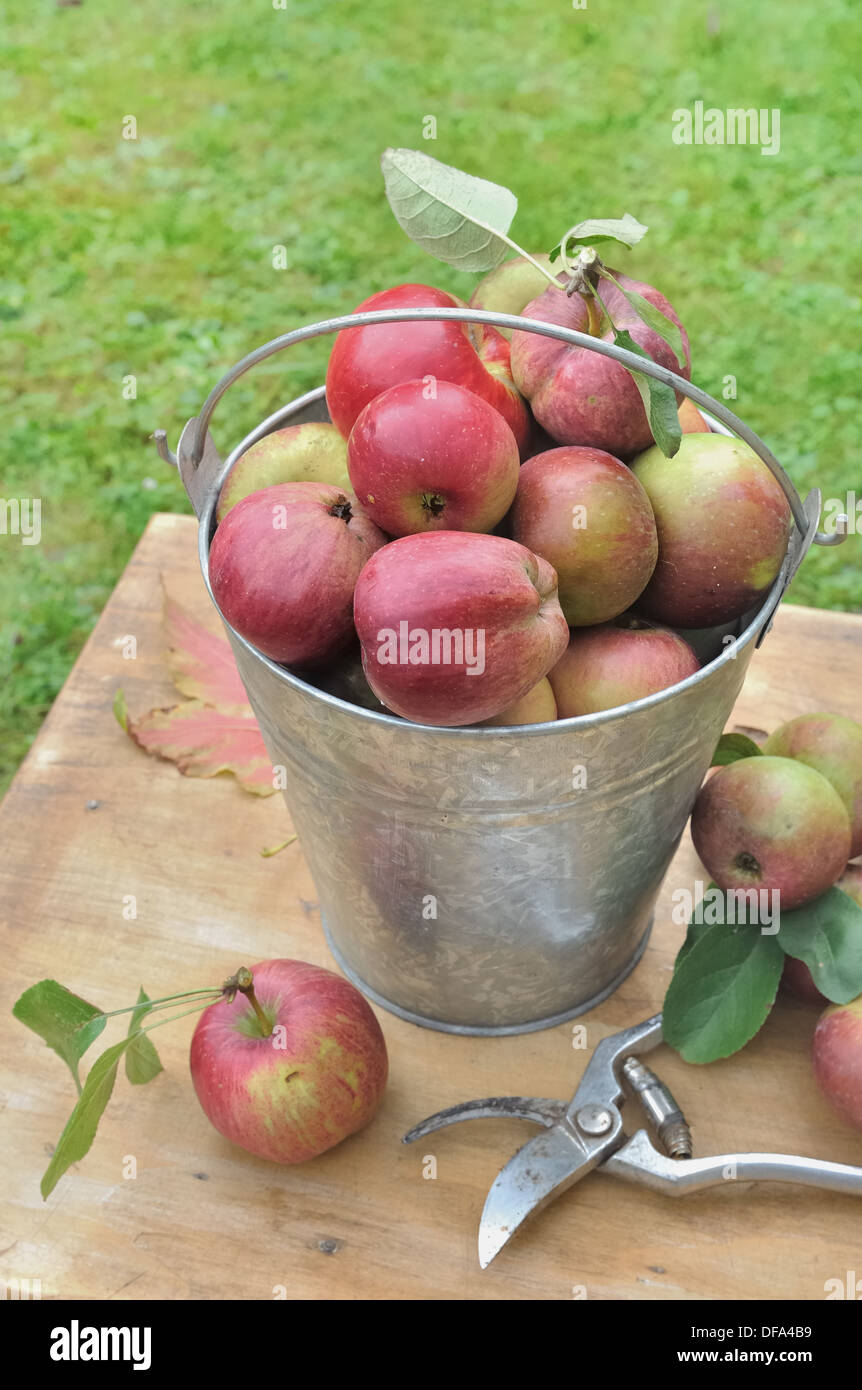 Eimer mit Äpfel im Garten platziert auf einem Holztisch Stockfoto