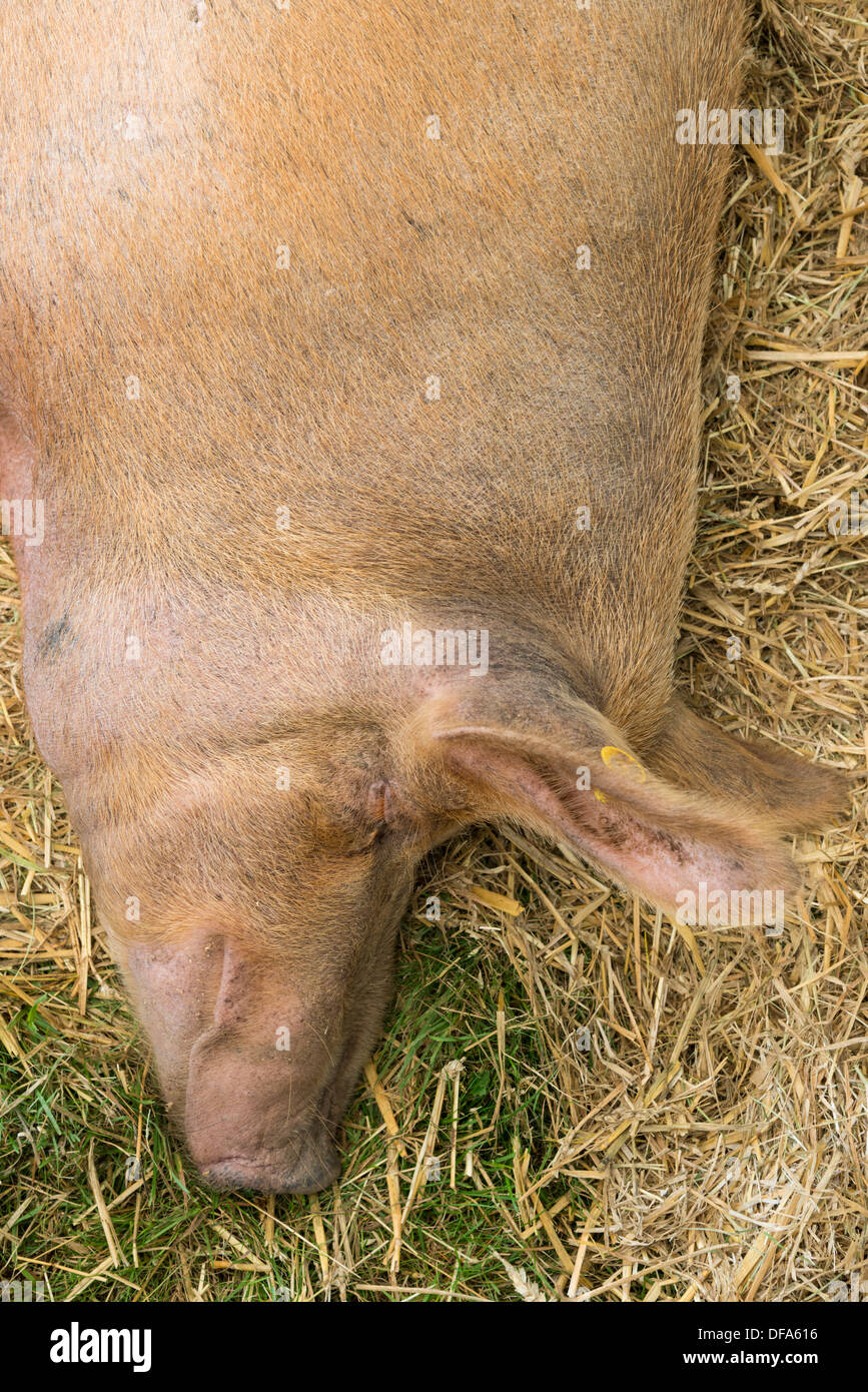 Ein Schwein liegend eingeschlafen von oben gesehen Stockfoto