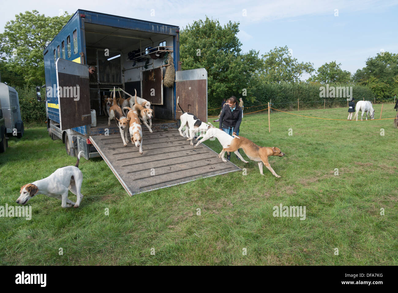 Jagdhunden läuft aus einem Jagd-LKW Stockfoto
