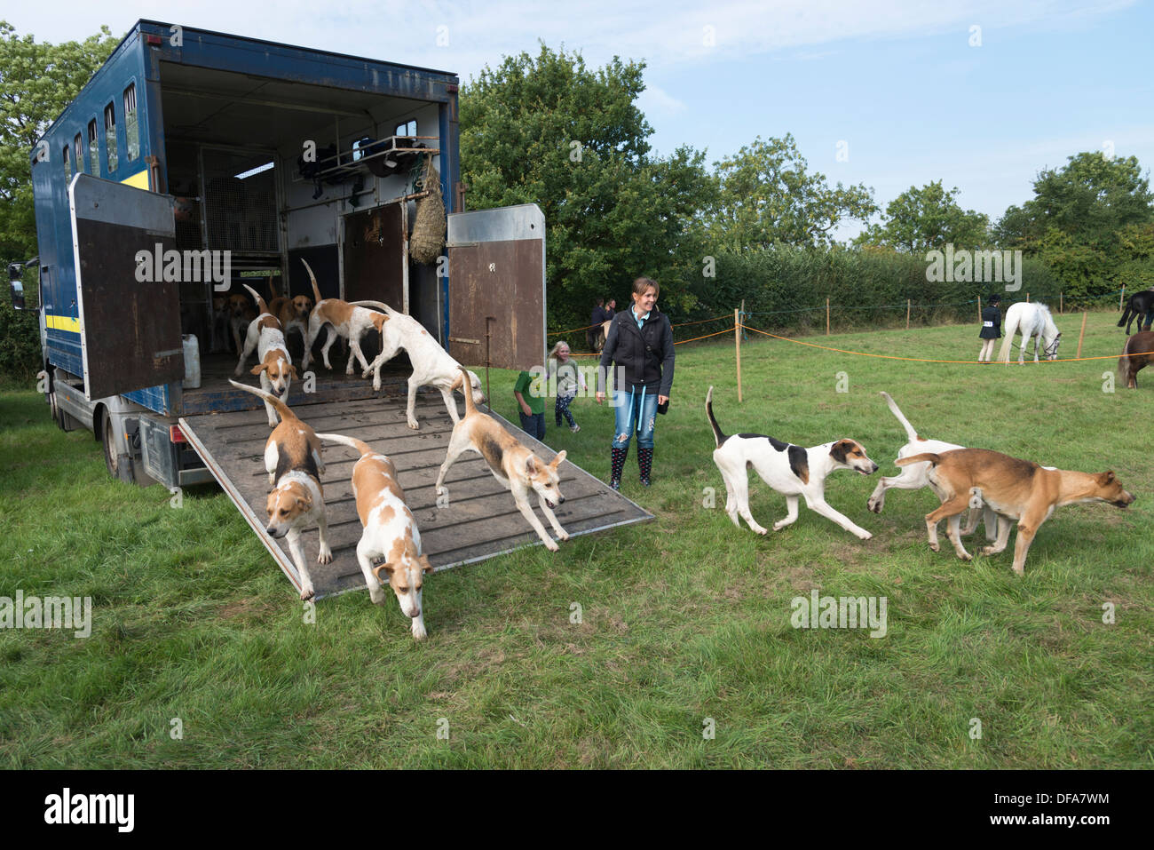 Jagdhunden läuft aus einem Jagd-LKW Stockfoto