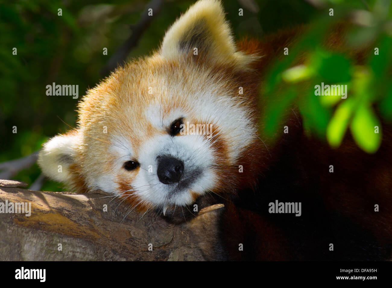 Arten von vom Aussterben bedrohten roten Panda ruht in einem Baum im Wald Stockfoto