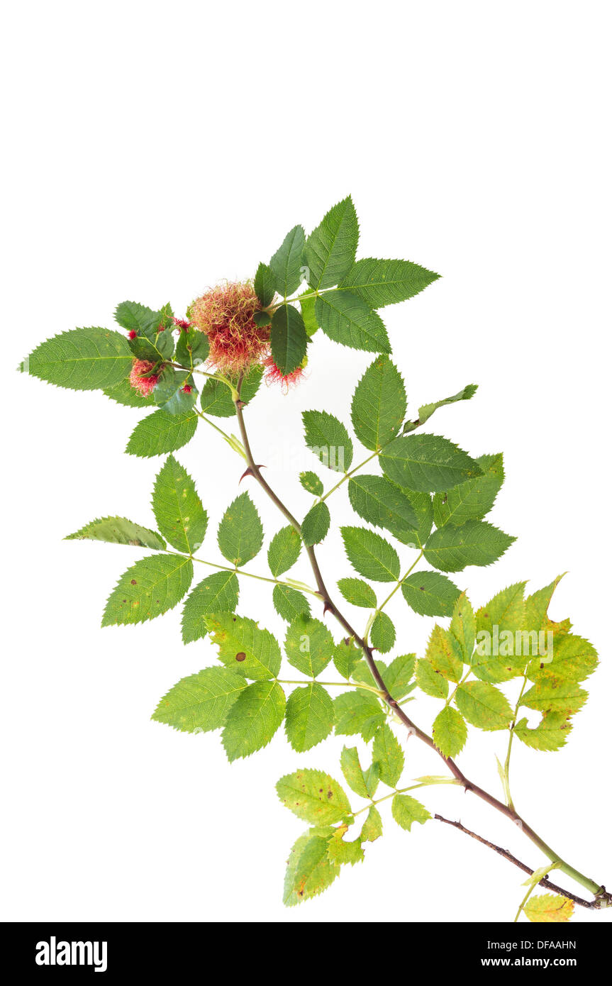 Hundsrose-Rosa Canina mit zerfetzten herbstliche Laub und Robins Nadelkissen Galls UK Stockfoto