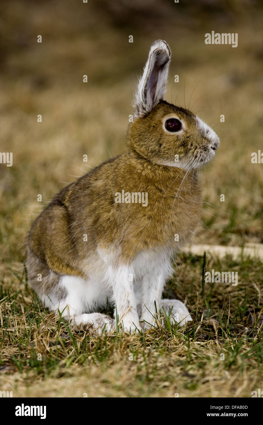 Hase Rupft Anderen Hasen Fell Aus