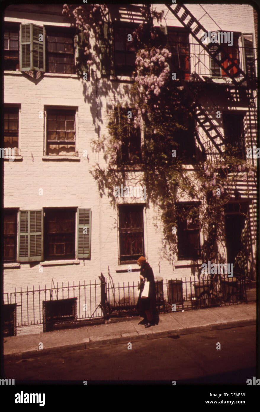 Wisteria Vines verstärken den Charme eines Hauses am Waverly Place, einer ruhigen Straße in der Nähe des Washington Square in Lower Manhattan. Die üppigen Pflanzen verleihen der historischen Stadtlandschaft natürliche Schönheit. Stockfoto