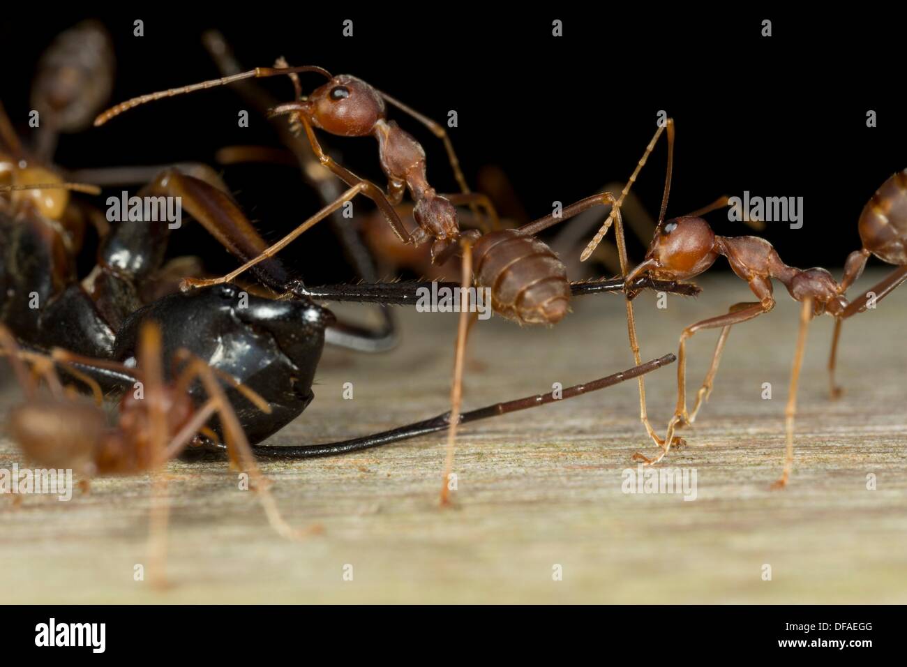 Rote Ameisen Angriff Auf Eine Schwarze Ameise Bild Aufgenommen Am