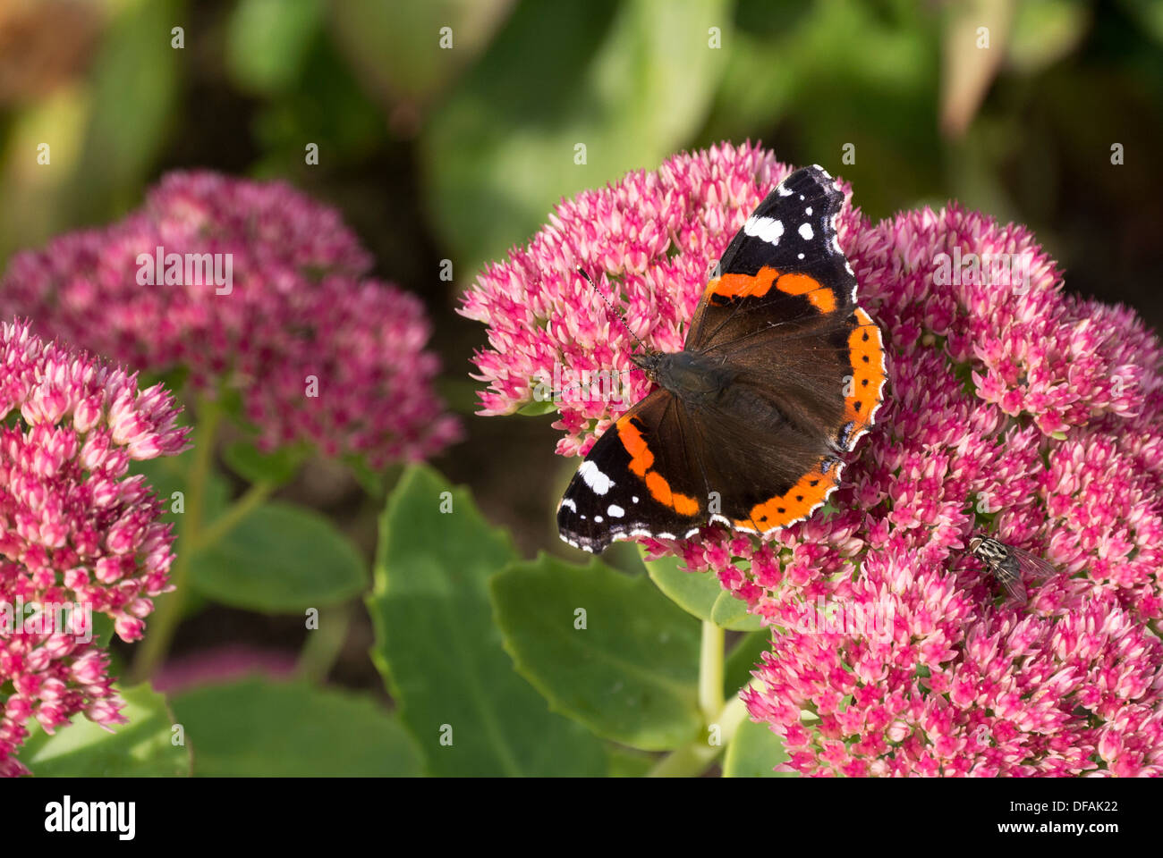 Britische Garten Red Admiral Schmetterling auf einem Sedum-Busch. Stockfoto