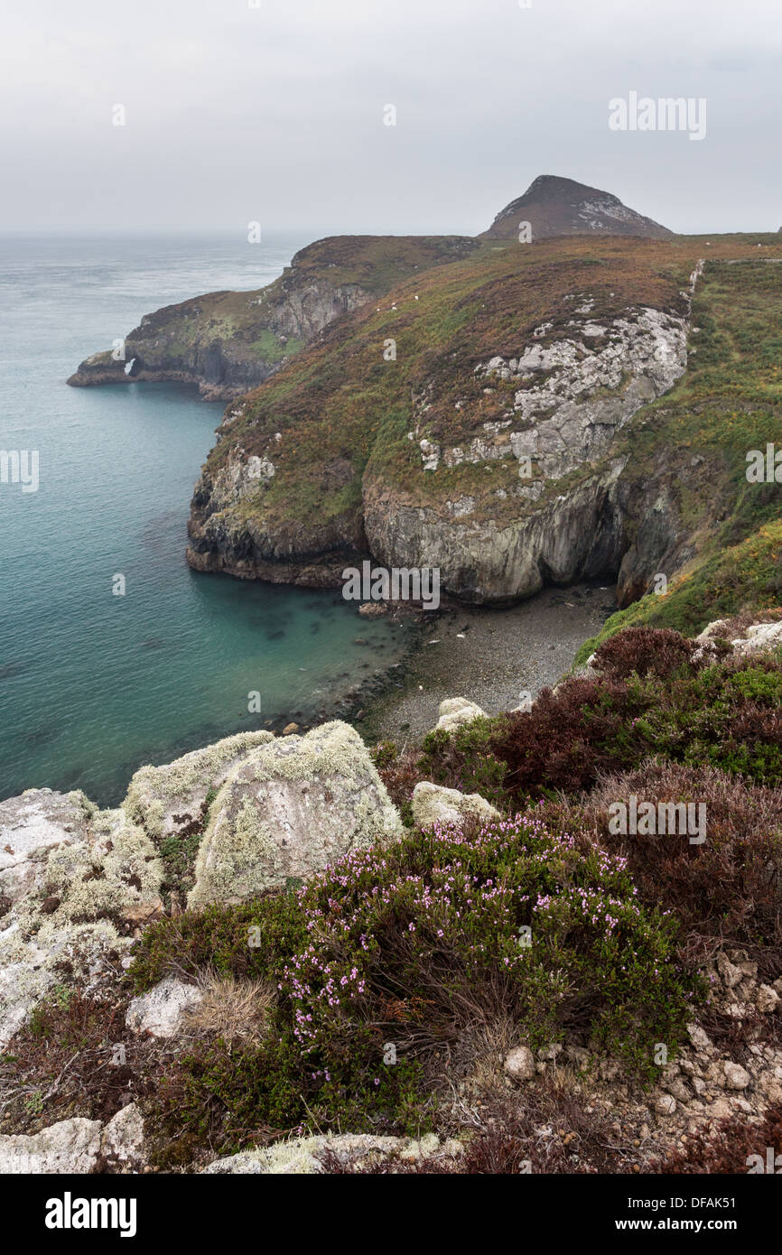 Abermyharan Bay & Penrhyn Twll naturale, Ramsey Island, Pembrokeshire. Grey Jungrobben am Strand Stockfoto