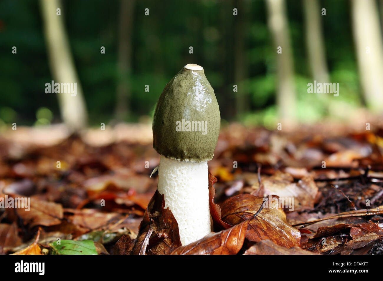 Pilz-Phallus Impudicus wächst im Wald Stockfoto