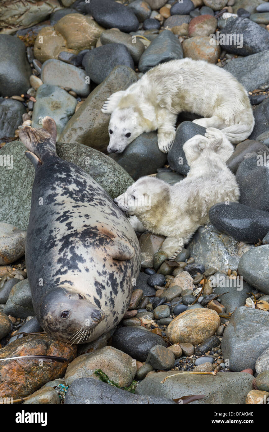 Grey Seal (Halichoerus Grypus) Kuh füttert seine jungen Welpen auf einer felsigen Bucht auf dem Pembrokeshire Insel Ramsey Stockfoto