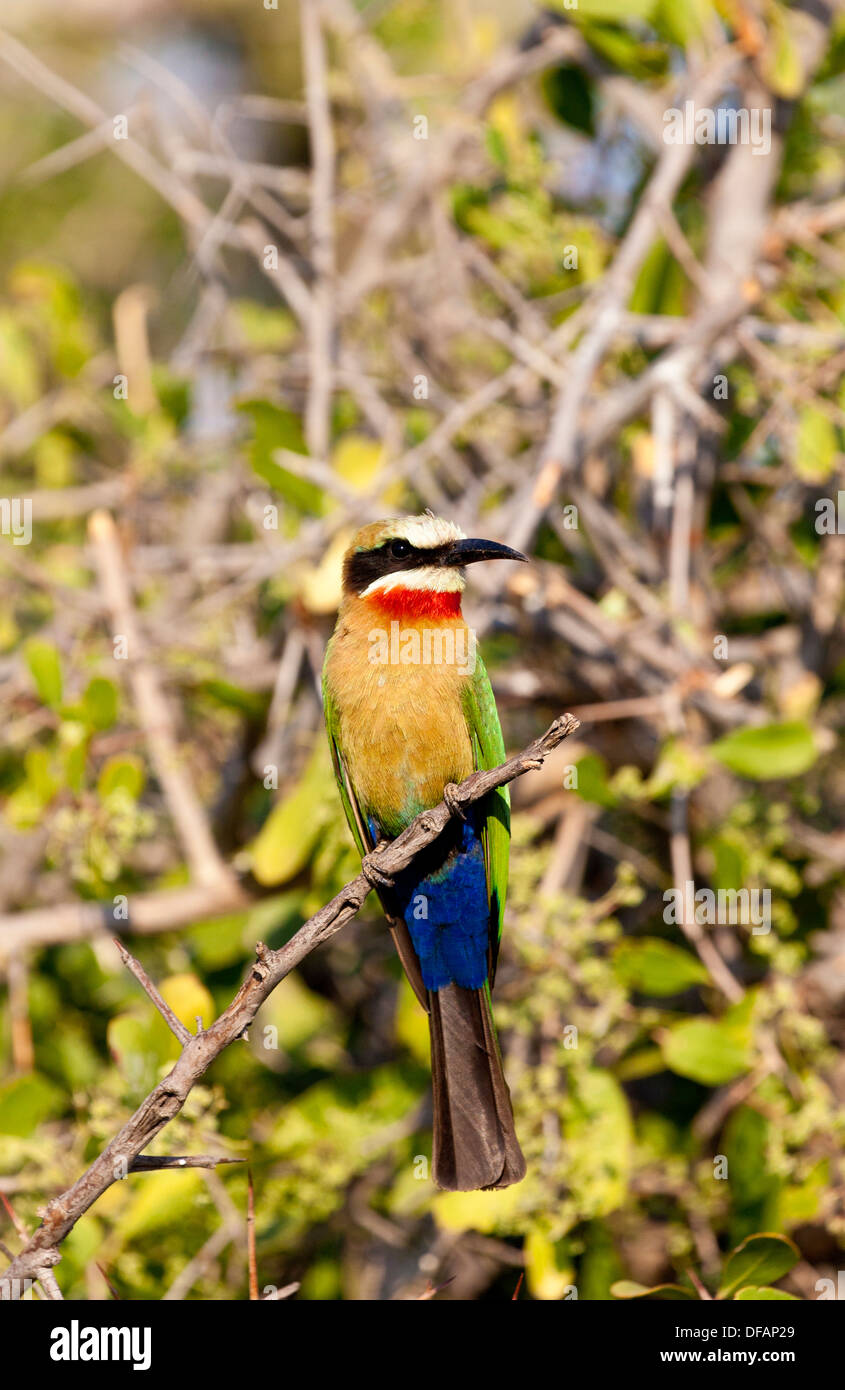 Ein White-fronted Bienenfresser thront auf einem Ast am Chobe Fluss in Botsuana Stockfoto