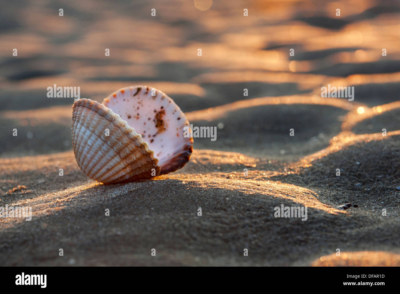 Gemeinsame / essbare Herzmuschel (Cerastoderma Edule / Cardium Edule) Muscheln am Strand entlang der Nordseeküste Stockfoto