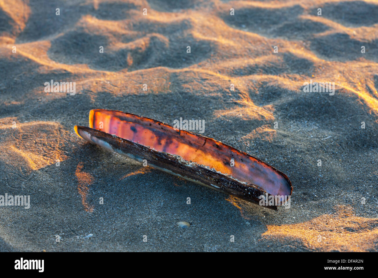 Atlantische Klappmesser Muschel (Ensis Directus / Ensis Americanus) Muscheln am Strand entlang der Nordseeküste Stockfoto