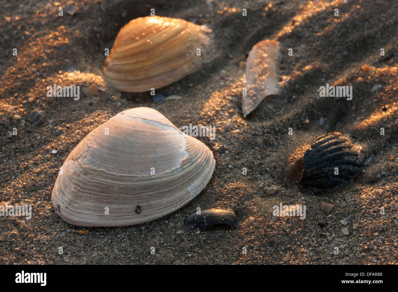 Fossil des Teppich-Shell (Venerupis Senescens) am Strand entlang der Nordseeküste Stockfoto