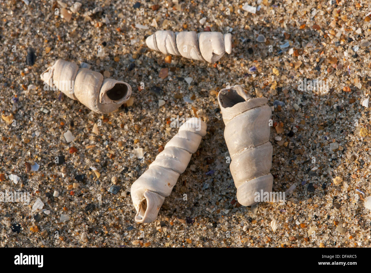 Truncatella Subcylindrica Muscheln am Strand entlang der Nordseeküste Stockfoto