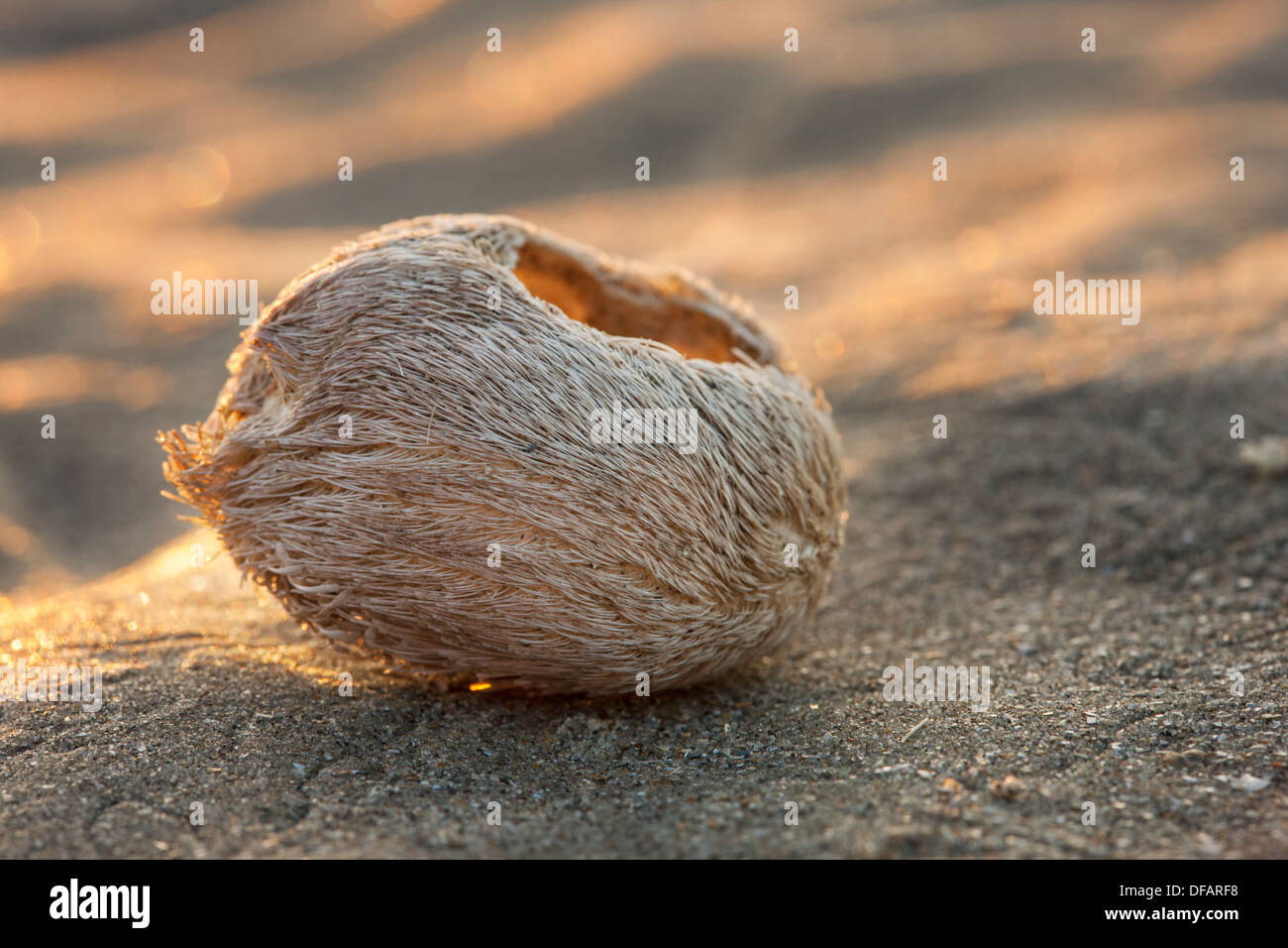 Meer-Kartoffel / Herz Seeigel (Echinocardium Cordatum) Schale mit Stacheln am Strand entlang der Nordseeküste gewaschen Stockfoto