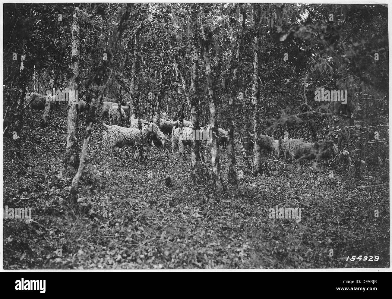 Angoraziegen in Eiche-Nadelbaum-Art, Douglas County, Oregon, Umpqua Wald, 1920. 299151 Stockfoto