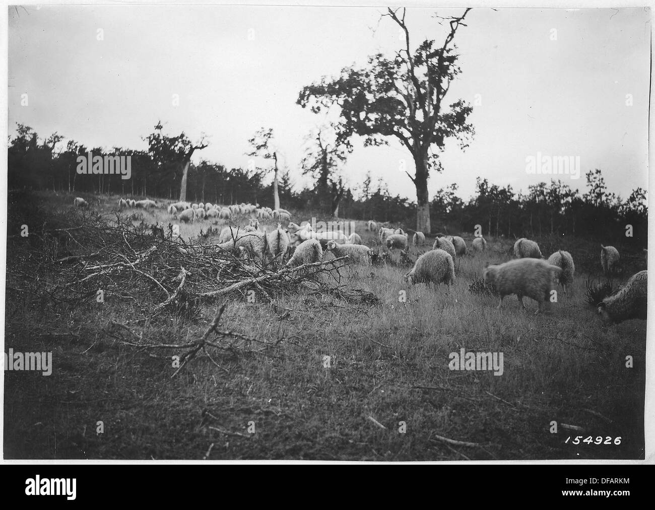 Angoraziegen auf Cutover Eiche Land Reinigung Sprossen, Douglas County, Oregon, Umpqua Wald, 1920. 299149 Stockfoto