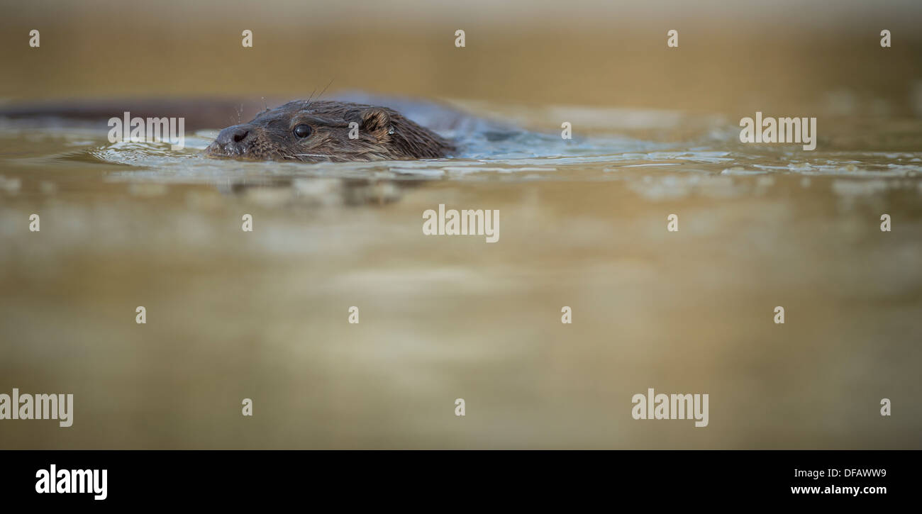 Europäische, britische Otter, Schwimmen im Fluss, Teich. Stockfoto