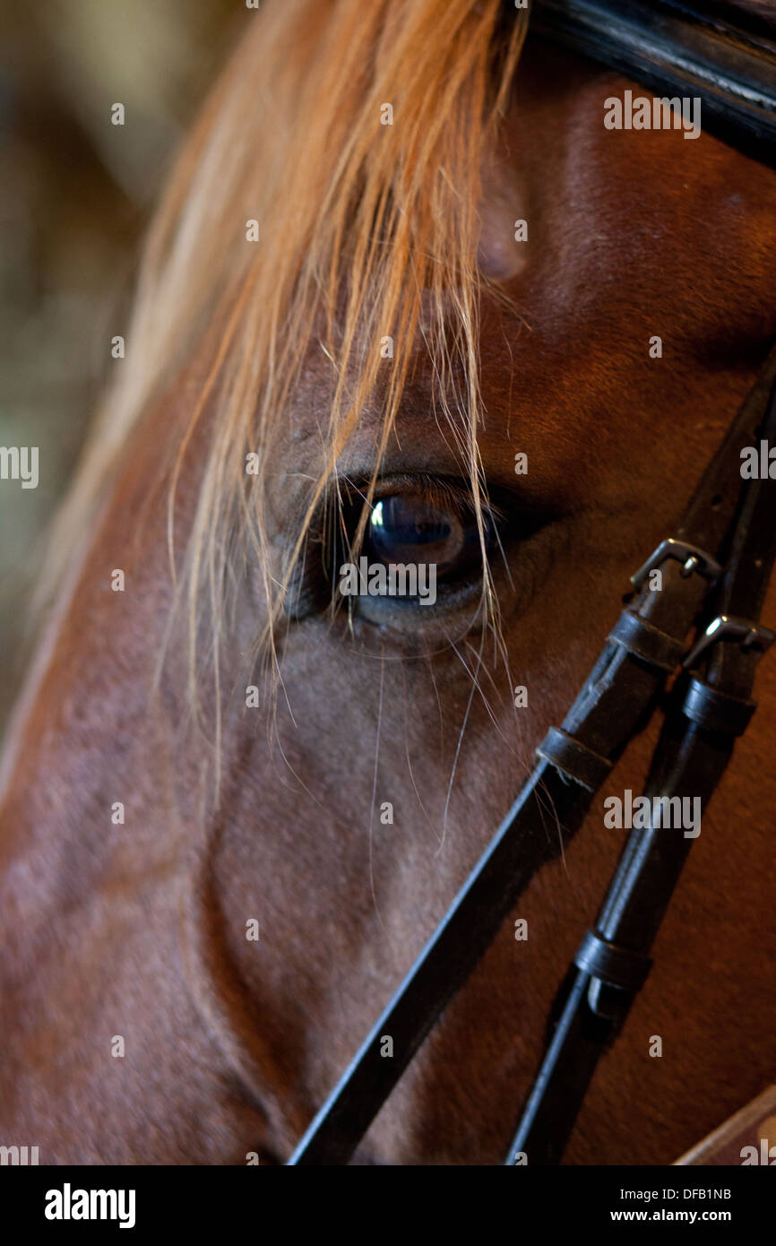 Pferd Auge Halfter starren braun Stockfoto