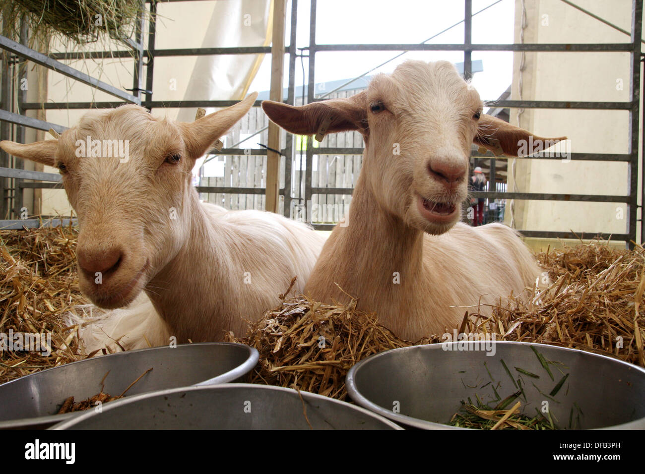 Ziegen im Gehege mit Futter Stockfoto