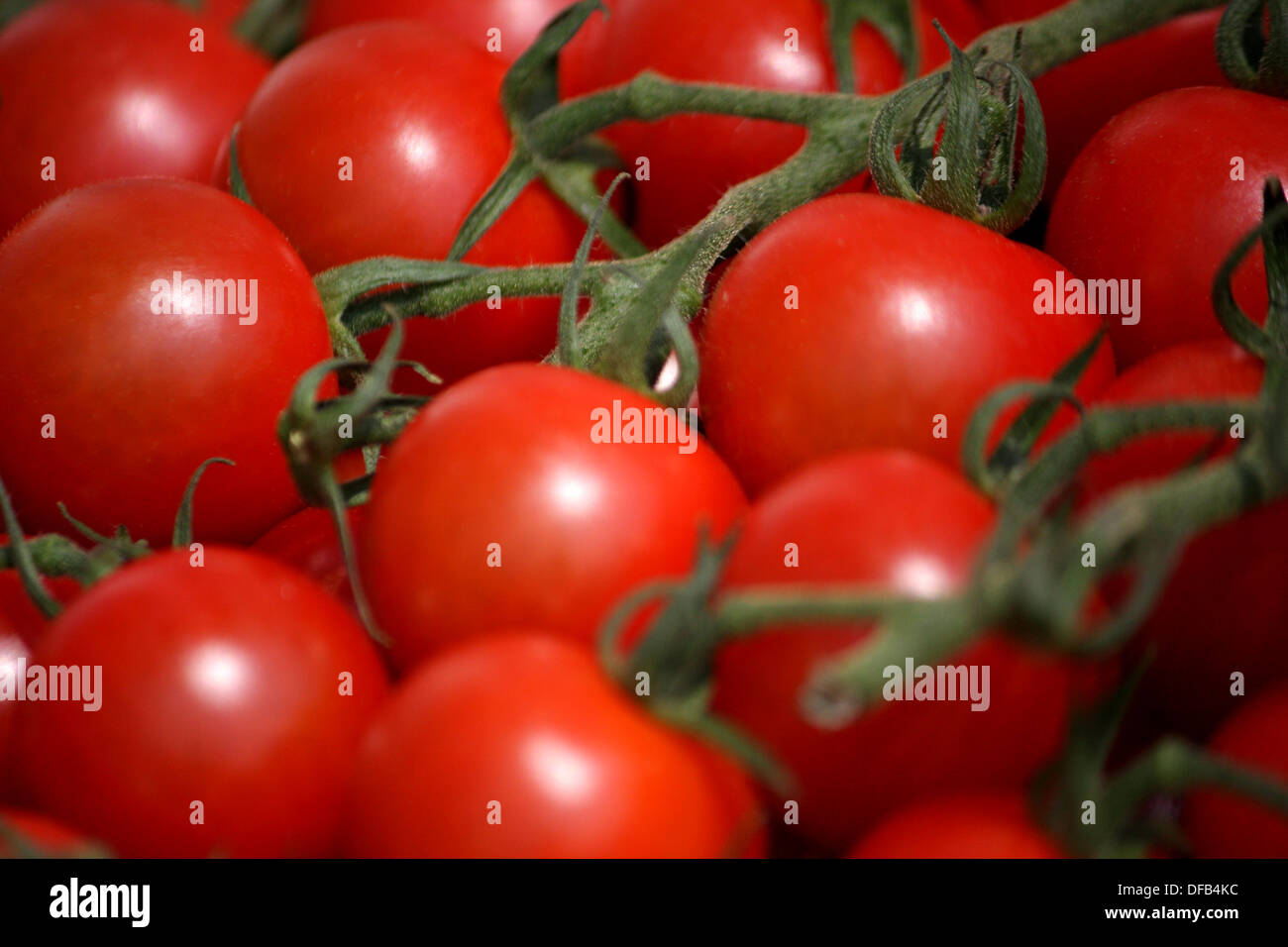 Tomaten am Rebstock Stockfoto