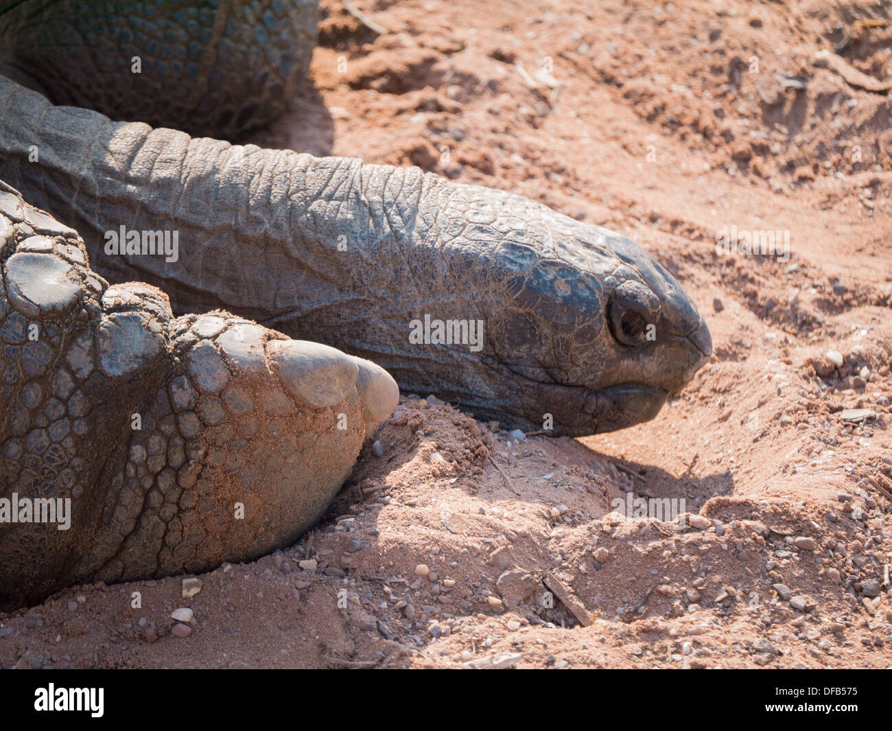 Die Aldabra Riese-Schildkröte (Aldabrachelys Gigantea) in Twycross Zoo, Tamworth, Vereinigtes Königreich. Stockfoto