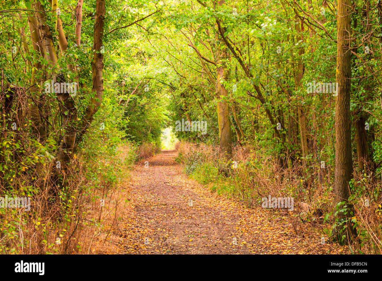Reydon Woods zu Beginn des Herbstes in Reydon, Suffolk, England, Großbritannien, Uk Stockfoto