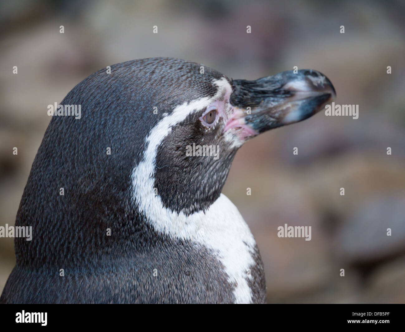 Der Humboldt-Pinguin (Sphenicus Humboldti) in Twycross Zoo, Tamworth, Vereinigtes Königreich. Stockfoto