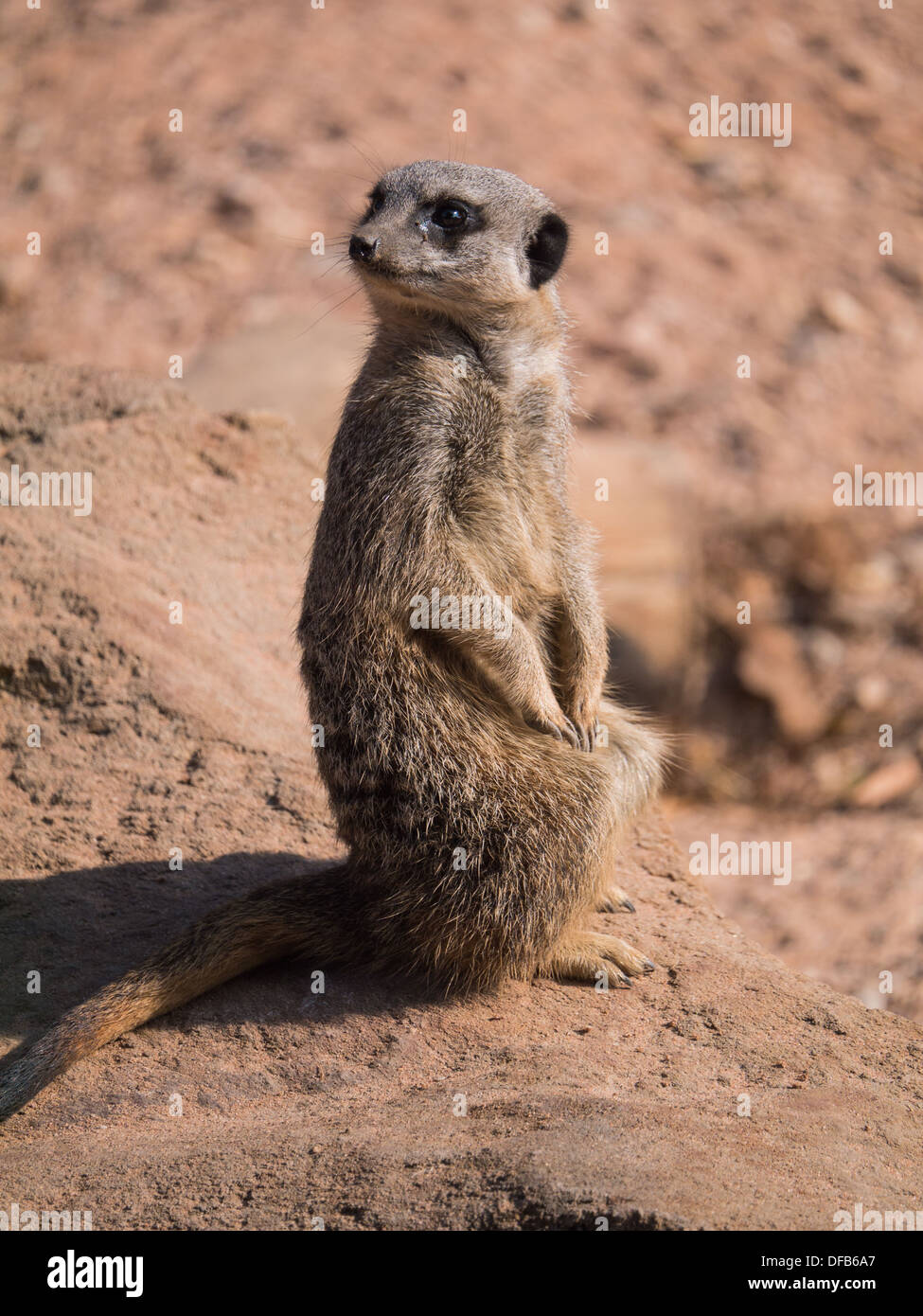 Ein Erdmännchen (Suricata Suricatta) im Twycross Zoo, Tamworth, Vereinigtes Königreich. Stockfoto