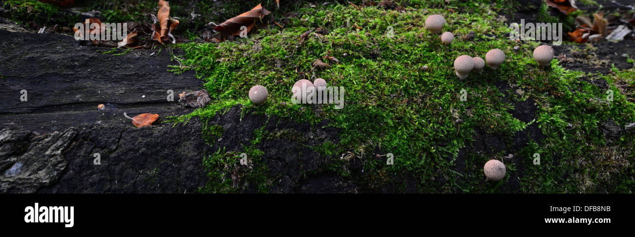 Puffball Pilze wachsen auf einem gefallenen Moos bedeckt Baum Stockfoto