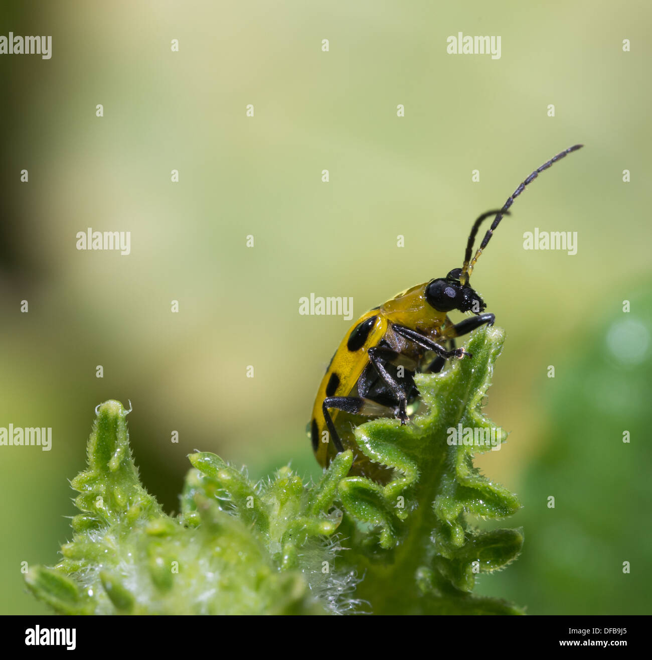 Blattkäfer (gefleckte Gurke Käfer) kletterte erfolgreich an die Spitze des Blattes. Stockfoto