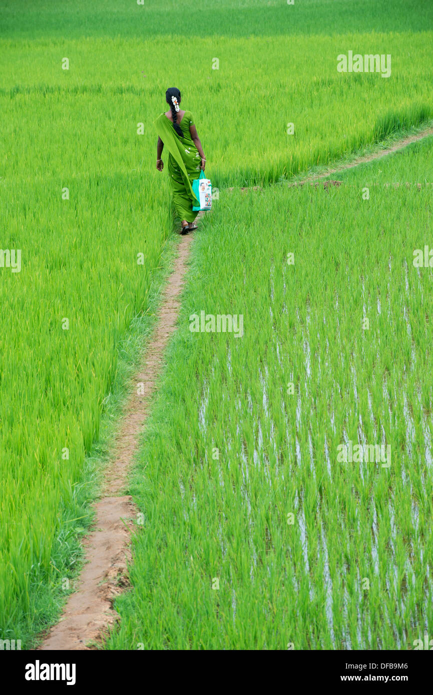 Indische Frau trägt einen grünen Sari zu Fuß entlang einem Reisfeld. Andhra Pradesh, Indien Stockfoto