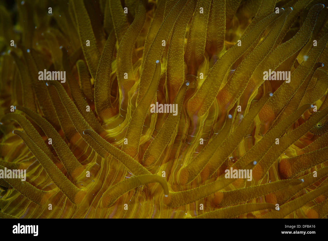 abstraktes Bild mit den Tentakeln einer anemone Stockfoto