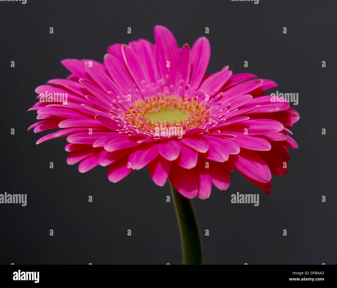 Ein rosa Gerber Gänseblümchen vor einem schwarzen Hintergrund. Stockfoto