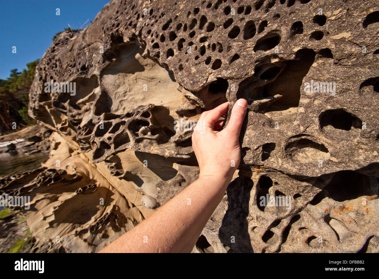Hand zu berühren einzigartige Sandstein Felsformationen auf Sucia Insel, San Juan Islands WA Stockfoto