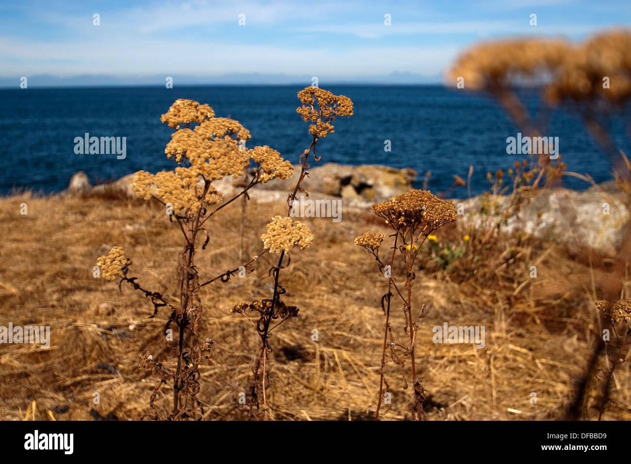 Trockenblumen vor blauen Ozean Gewässern rund um San Juan Islands, Vancouver Island am Horizont Stockfoto