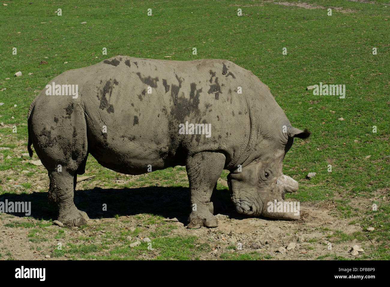 Ein Nashorn mit seinem Horn, Wurzeln auszugraben. Stockfoto