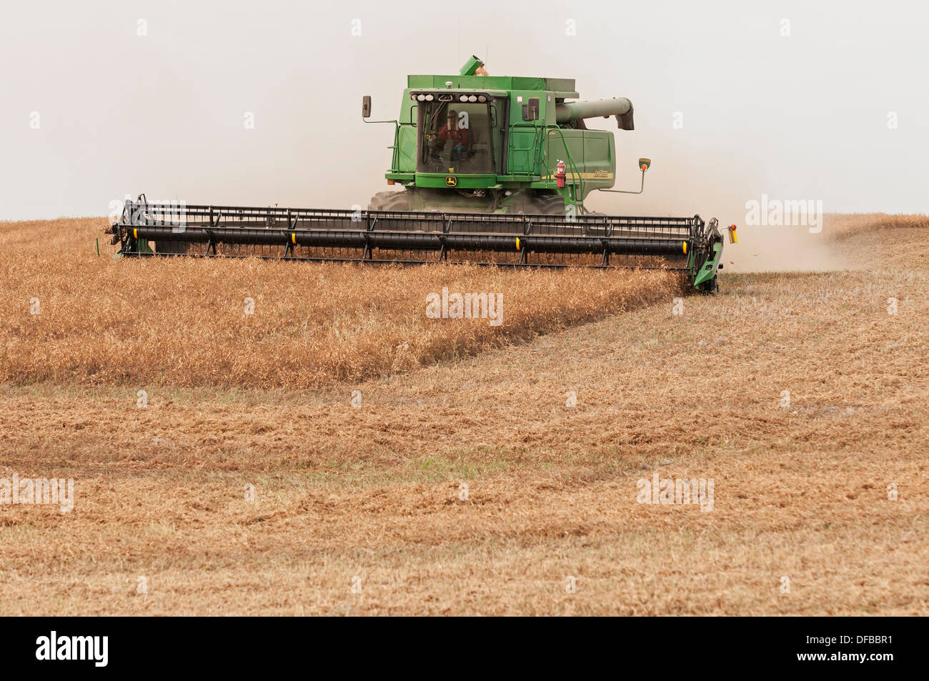 Trockenen Bereich Erbse Ernte Saskatchewan Kanada Stockfoto