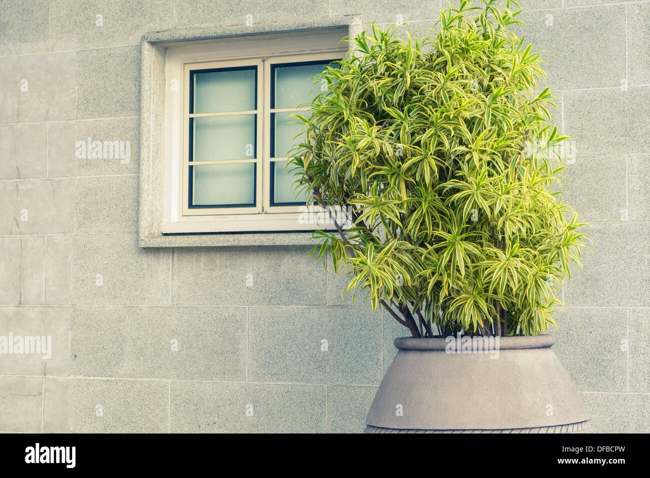 frische grüne Pflanze in großen Blumentopf mit grauen Stadt Wand Hintergrund Stockfoto