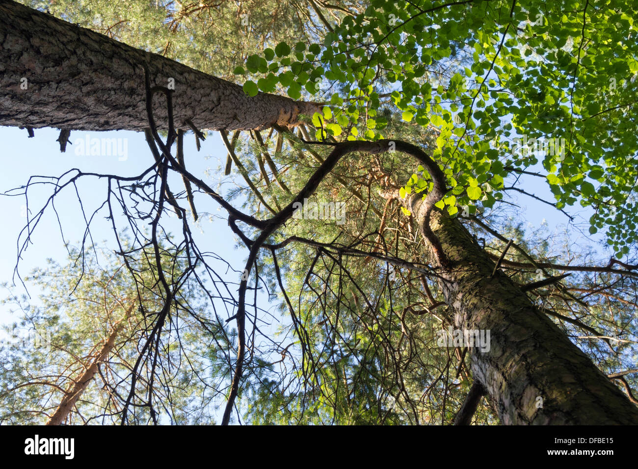 sonnigen Tag Landschaft im Sommer Wald Stockfoto