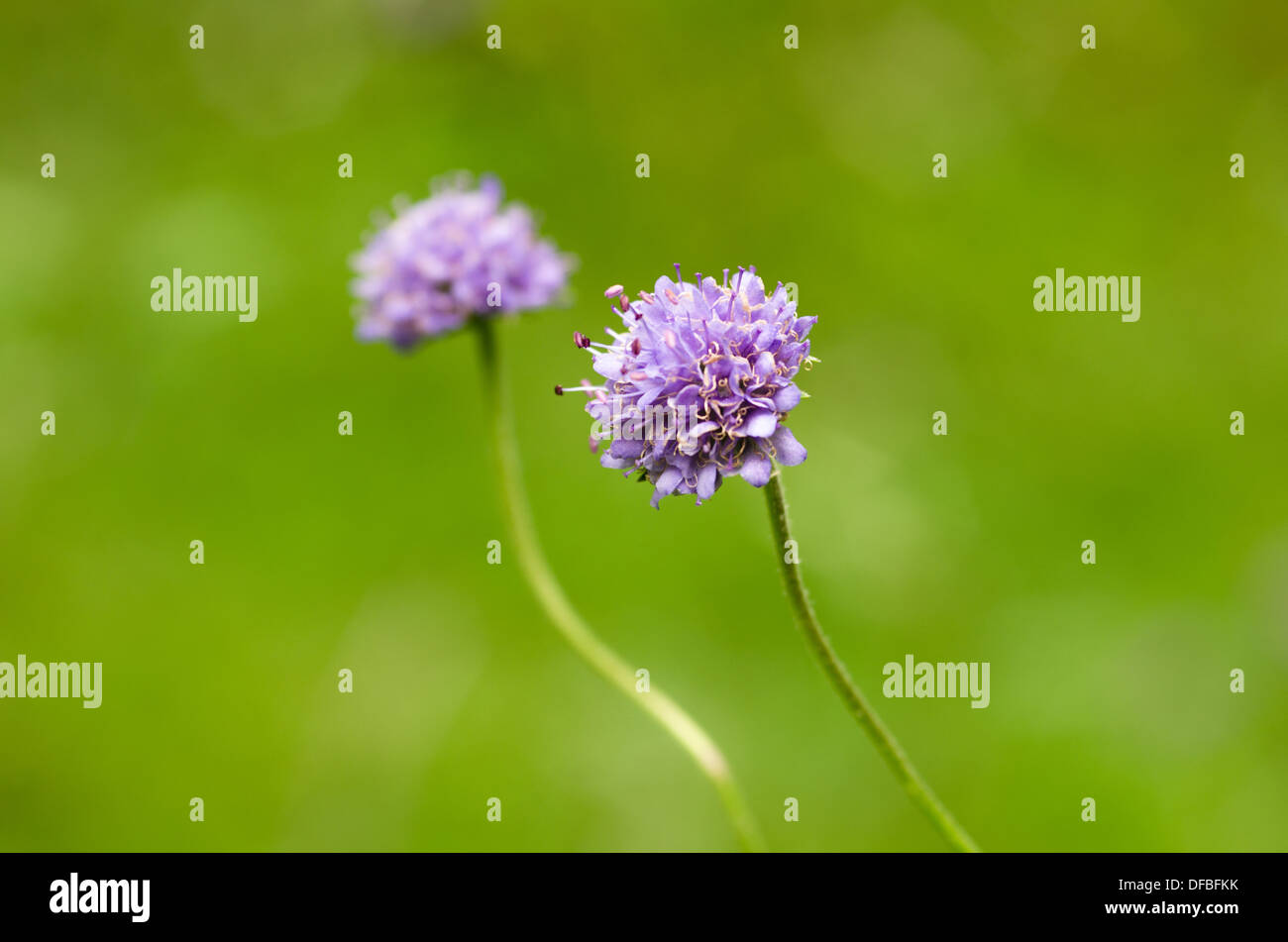 Devil's Bit Witwenblume - Succisa pratensis Stockfoto