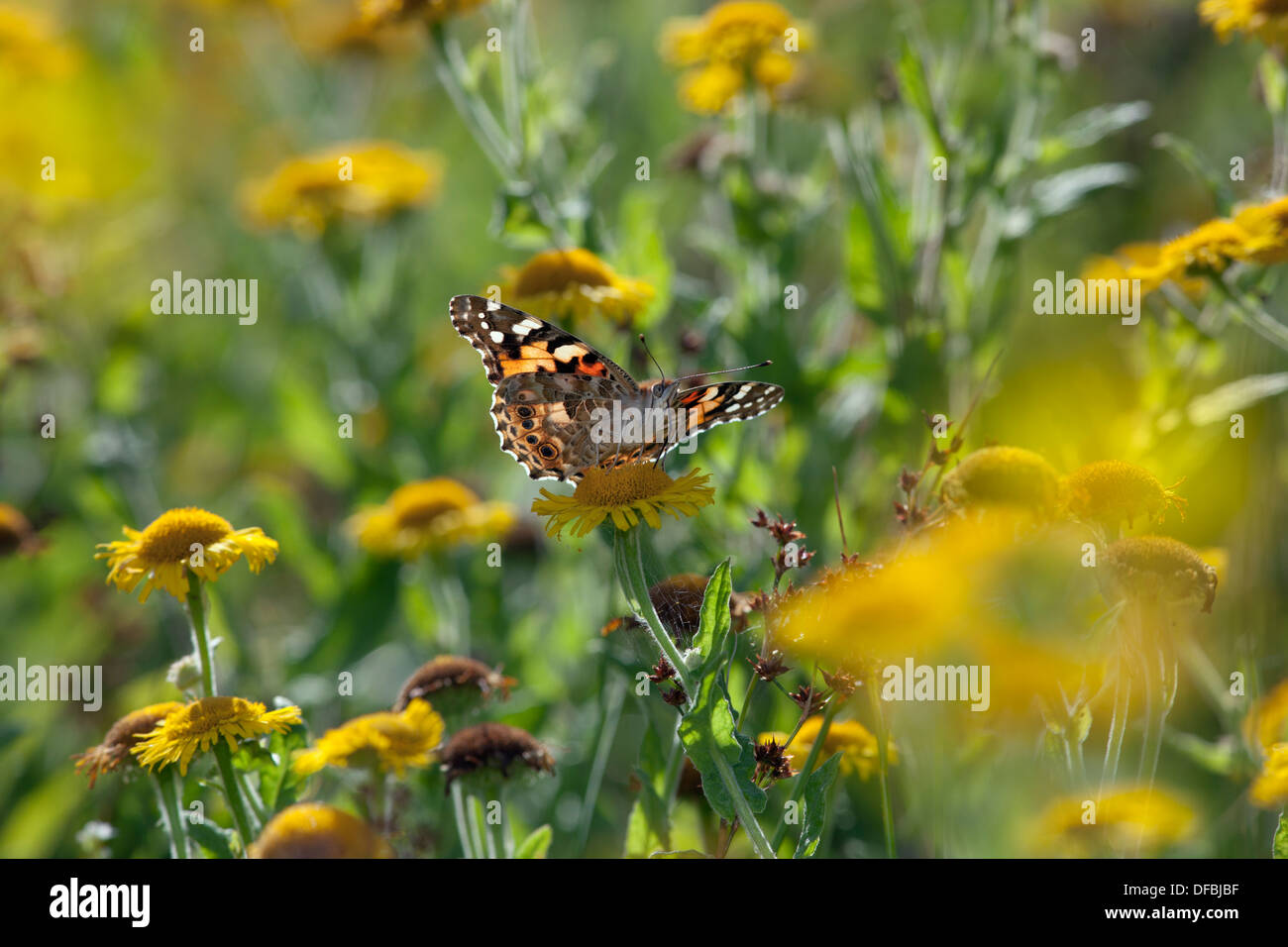 Painted Lady Butterfly Cynthia cardui Fütterung auf Fleabane Stockfoto