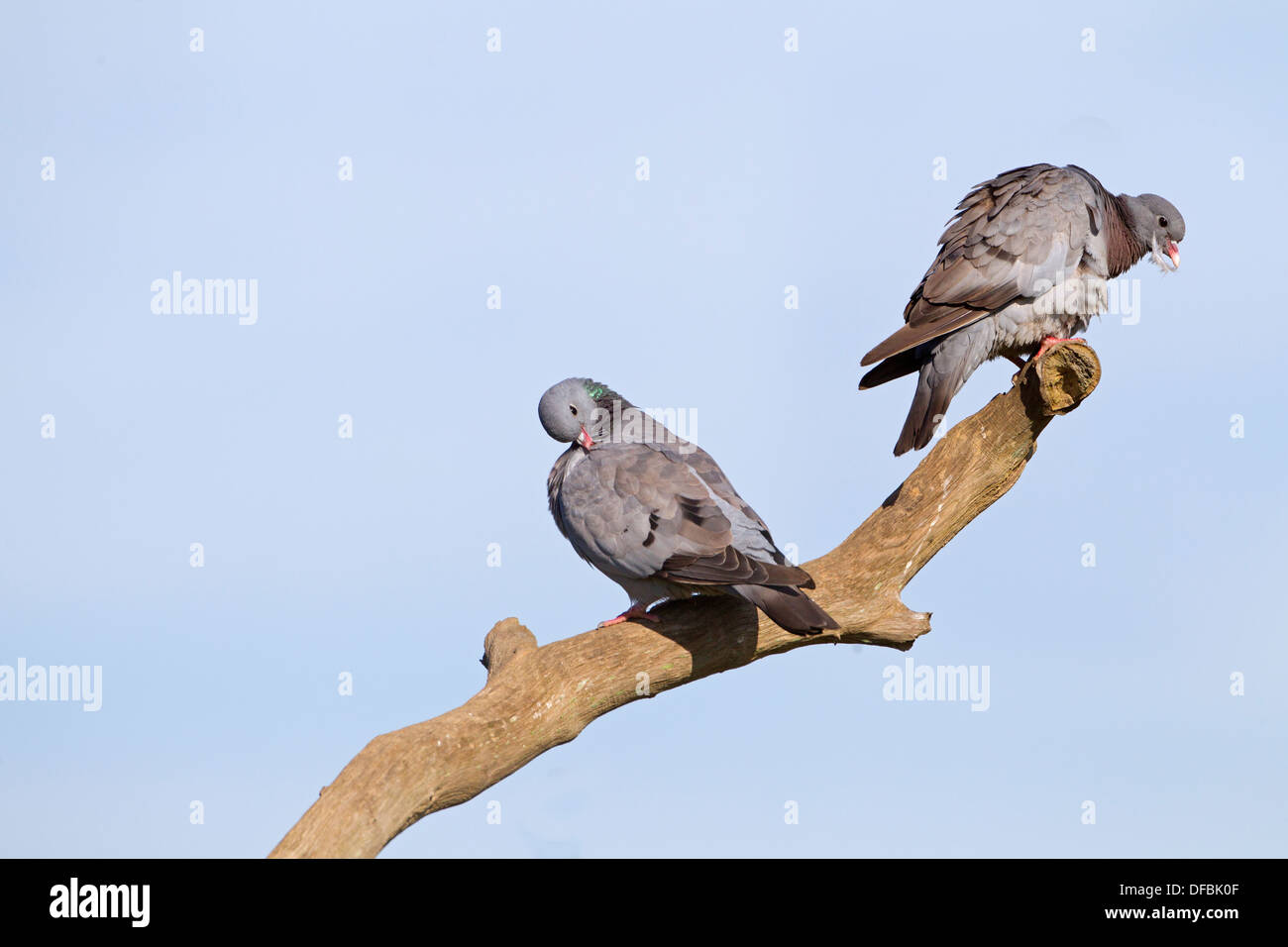 Hohltauben Columba Oenas paar putzen auf Barsch Stockfoto