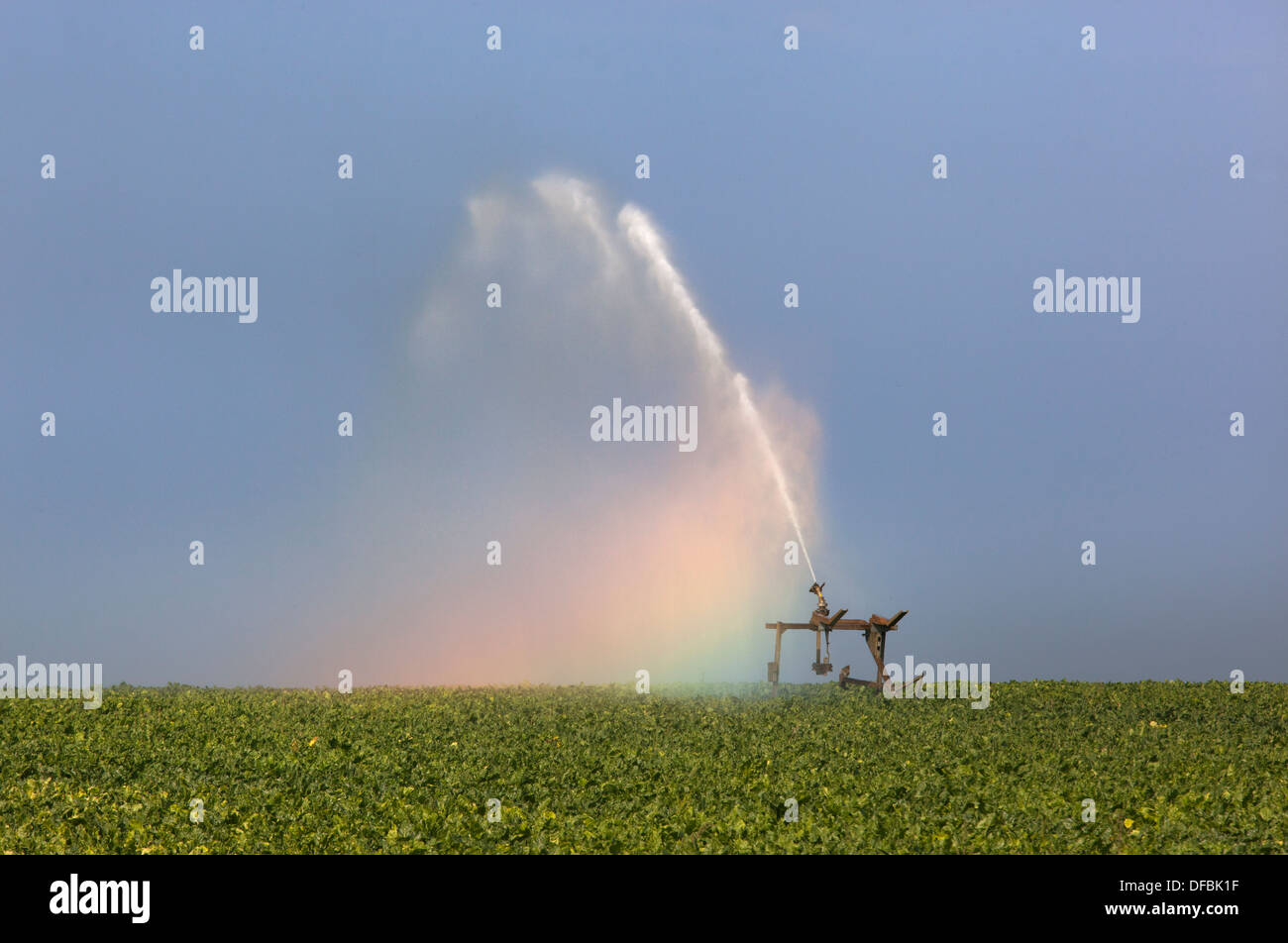 Ein Regenbogen bildet während Bewässerung Zuckerrüben-Ernte in Dürre Norfolk Bedingungen Stockfoto