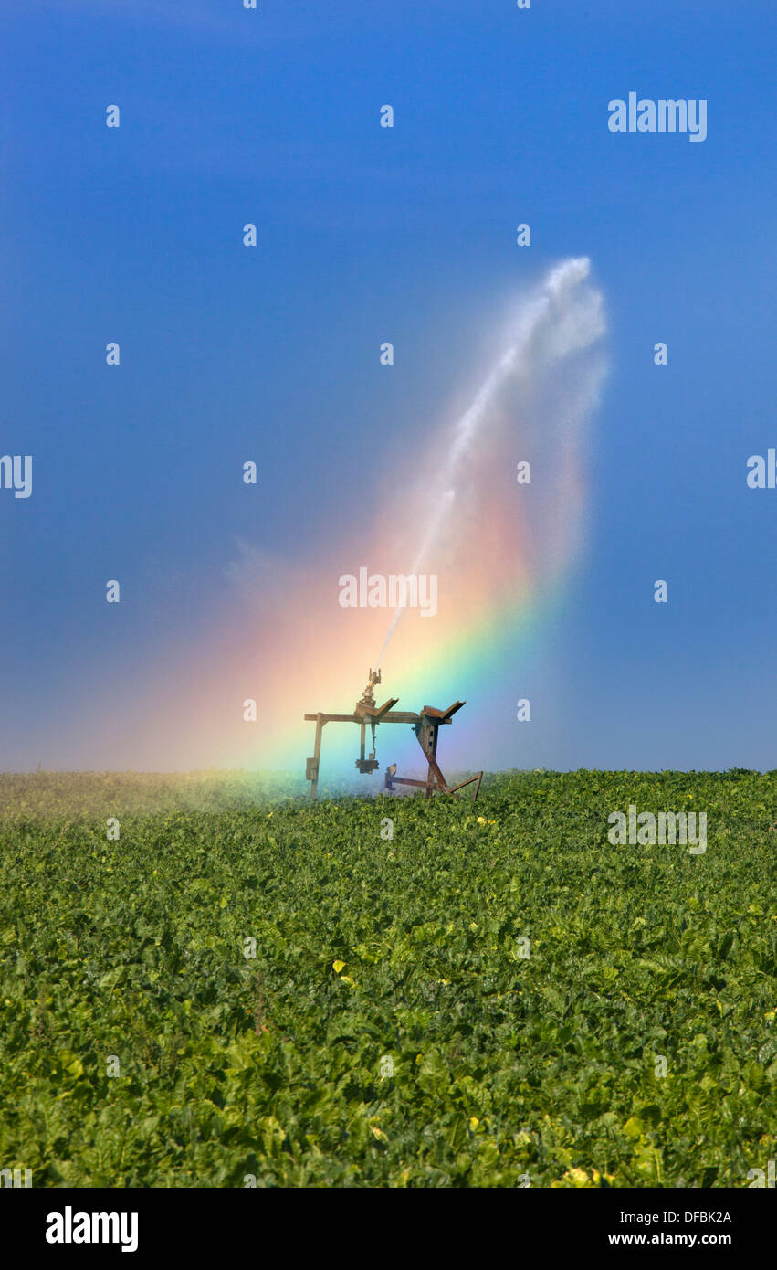 Ein Regenbogen bildet während Bewässerung Zuckerrüben-Ernte in Dürre Norfolk Bedingungen Stockfoto